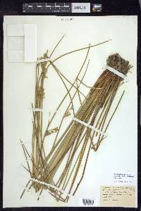 Juncus effusus var. solutus image