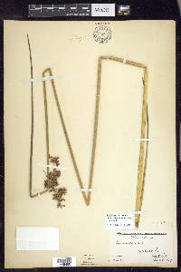 Juncus effusus var. solutus image