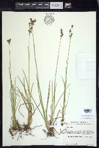 Juncus longistylis image