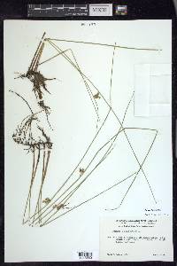 Juncus filiformis image