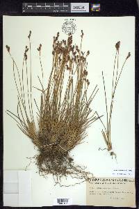 Juncus drummondii image