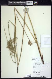 Juncus effusus var. solutus image