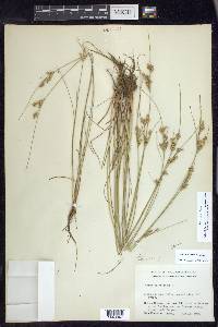 Juncus interior image