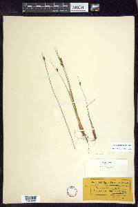 Juncus drummondii image