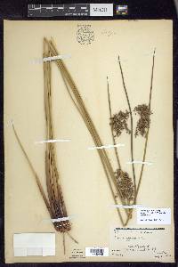 Juncus effusus var. solutus image