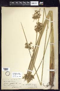 Juncus effusus var. solutus image