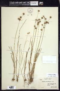 Juncus filipendulus image