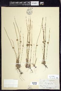 Juncus filiformis image