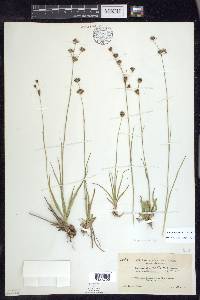 Juncus howellii image