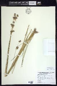 Juncus longistylis image