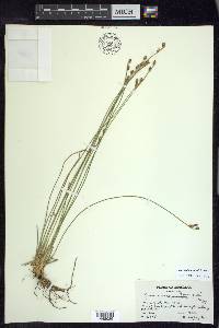 Juncus drummondii image