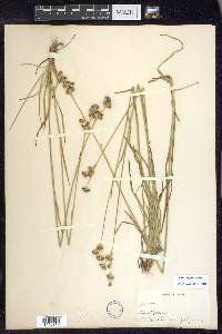 Juncus longistylis image