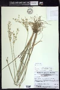 Juncus elliottii image