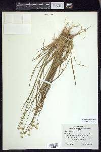 Juncus filipendulus image