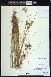 Juncus laccatus image