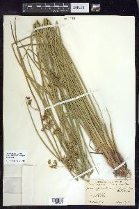 Juncus effusus var. solutus image