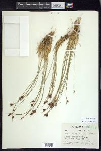 Juncus drummondii image