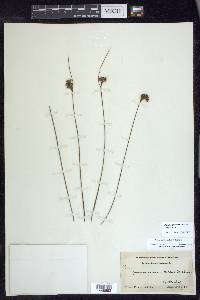 Juncus greenei image