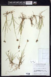 Juncus longistylis image