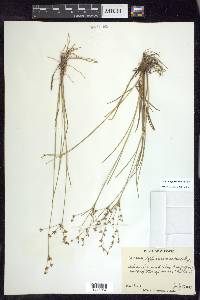 Juncus diffusissimus image