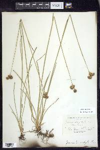 Juncus longistylis image