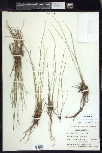 Juncus filiformis image