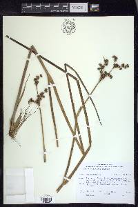 Juncus militaris image