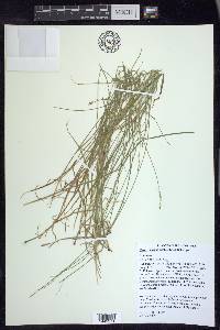 Carex socialis image