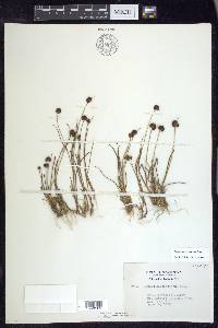 Juncus mertensianus image