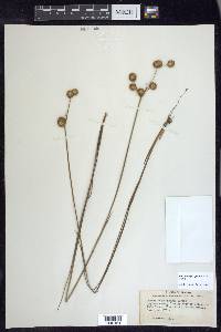 Juncus megacephalus image