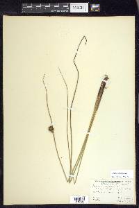 Juncus pylaei image