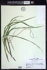 Carex purpurifera image