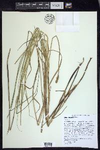 Carex sartwellii image