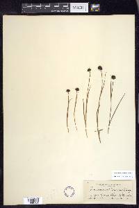 Juncus mertensianus image