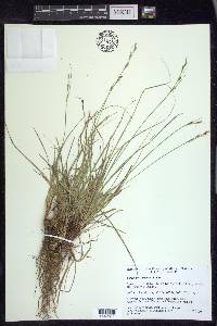 Carex turbinata image