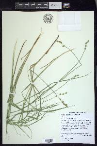 Carex festucacea image