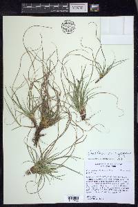 Carex tonsa var. rugosperma image