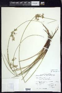 Juncus pylaei image