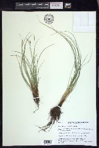 Carex longissima image