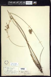 Juncus pylaei image