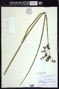 Juncus militaris image