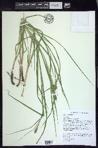 Carex squarrosa image