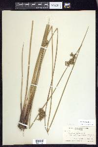 Juncus pylaei image