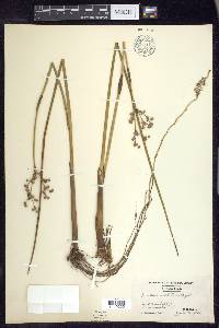 Juncus militaris image