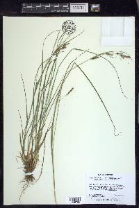 Carex kelloggii image