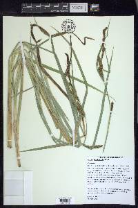 Carex hyalinolepis image