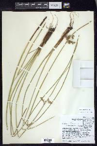 Juncus pylaei image