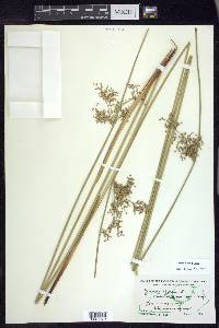 Juncus pylaei image