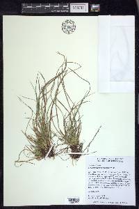 Carex umbellata image