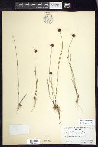 Juncus mertensianus image